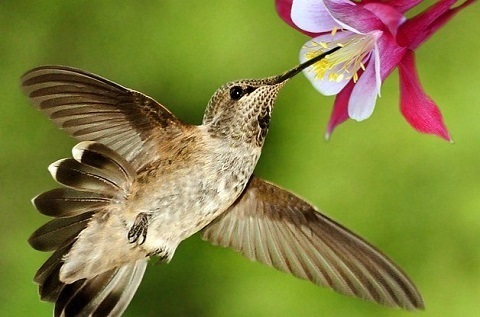 Hummingbird-flo.jpg