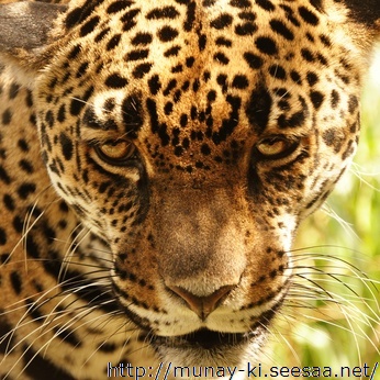 jaguar1.jpg