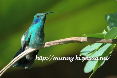 munay_HummingBird.jpg