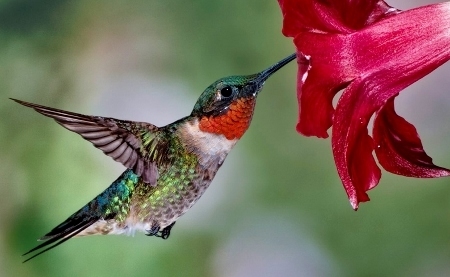 redf-hummingbird (450x277).jpg